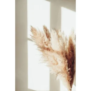 Venture Home Poster Pampas 70x100 cm Beige - Inredning Rabatter