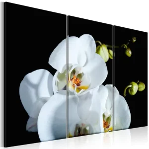 Tavla Snöig Orkidé 60x40 - Inredning & dekor Nyhet
