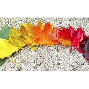 Fynd Canvastavla YTY Floral & Botanical Flerfärgad 120x50 cm - Inredning