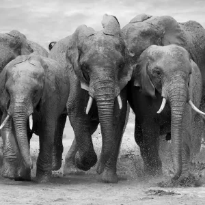 Art Link Canvas Elephant 70x100 cm - Inredning Rea